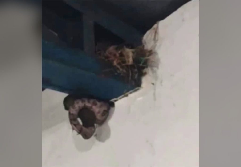‘Que perigo, valei-me’, diz mulher ao gravar cobra comendo pássaro em sala de aula; assista