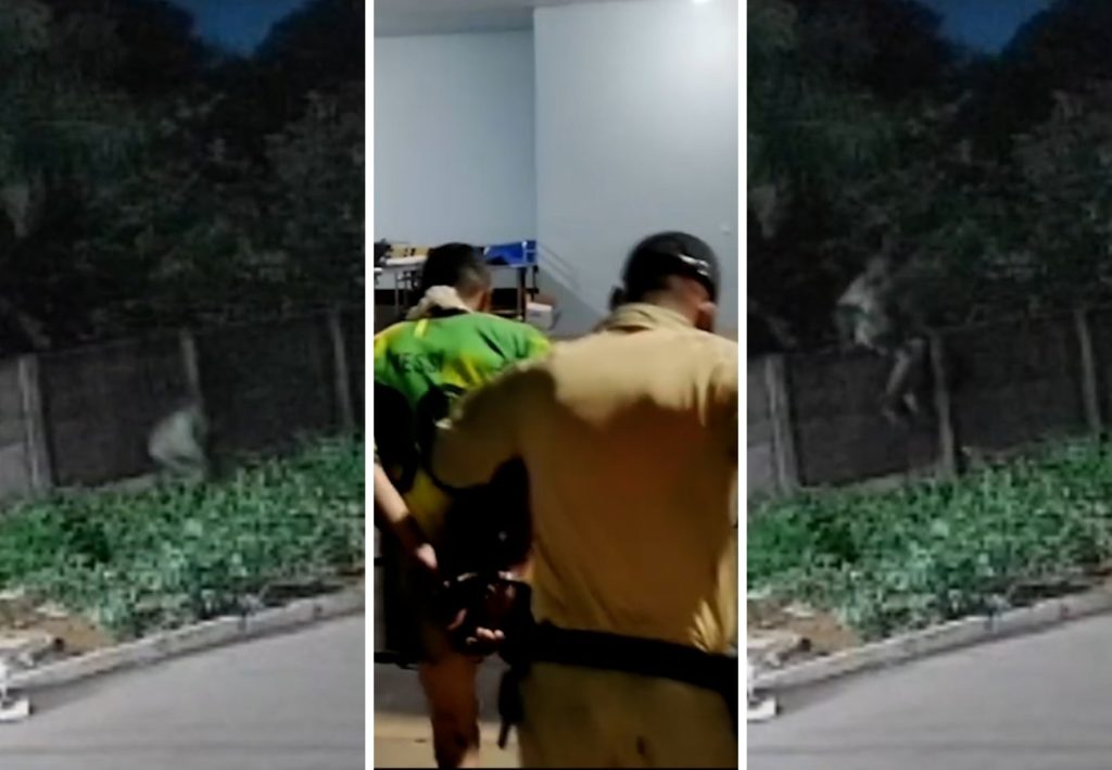 Suspeito de matar pitbull ao invadir casa no TO é encontrado em cemitério com marcas de mordidas